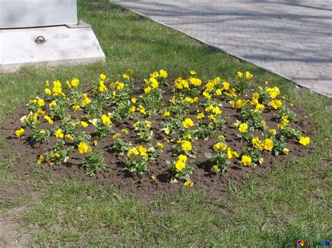 Flowers pansies image flower bed.yellow pansies images ...
