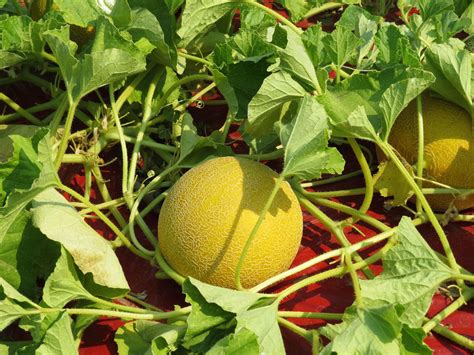 Saiba como plantar melão e confira as melhores dicas de cultivo