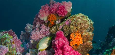 Five New Coral Reefs Discovered In The Gulf Of Mexico Coral Reef