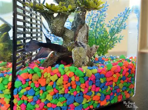Fishing For Responsibility At Petsmart How To Buy A Pet Fish
