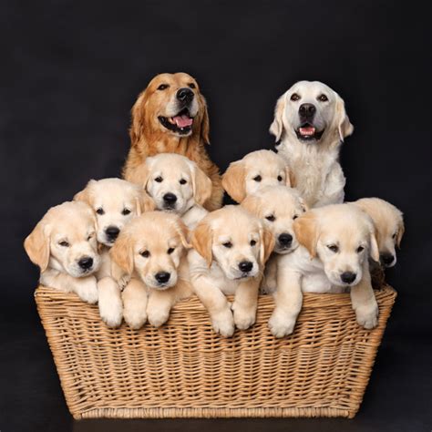 50 Proud Dog Mommies With Their Puppies Bored Panda