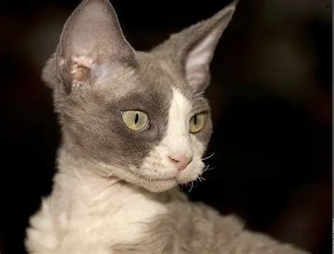 Devon Rex Cat Breed Information And Personality