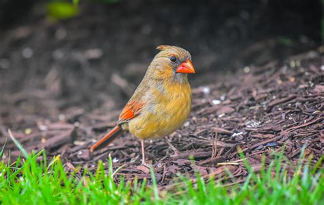 Northern Cardinal Bird Ashburn Va Northern Cardinal Bird Flickr