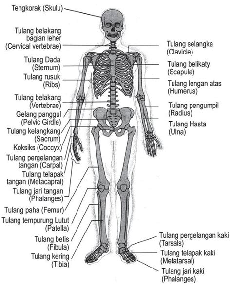 Tulang telapak kaki fungsinya untuk apa. Fungsi dan nama latin rangka manusia | Learning Blog