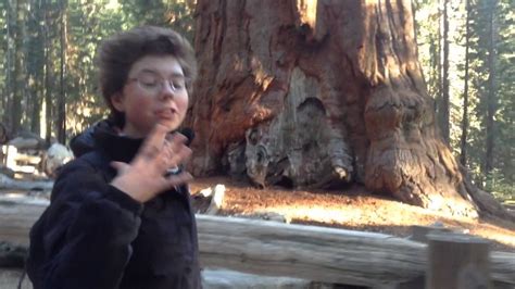 Sequoias And The General Sherman Tree YouTube