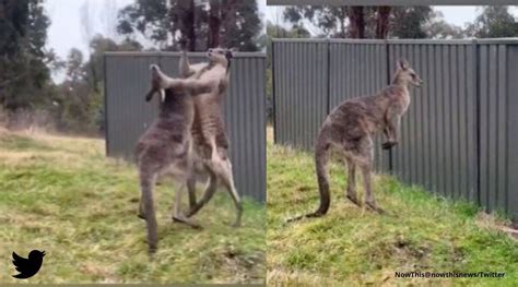 Two Large Kangaroos Engage In ‘boxing Match’ One Crashes Onto Fence Watch Video Trending