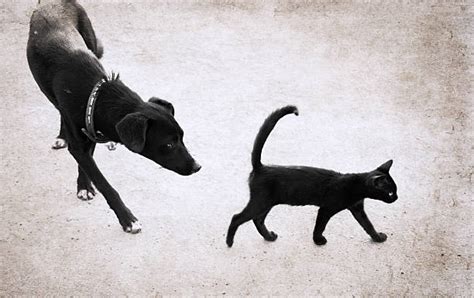 Cat Chasing Dog Photos Stock Photos Pictures And Royalty Free Images