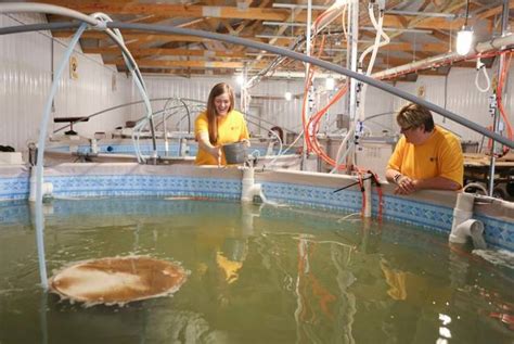 Saltwater Shrimp Farming In Tanks