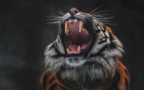 Download Wallpapers Tiger Rage Fangs Wildlife Angry Tiger Predator