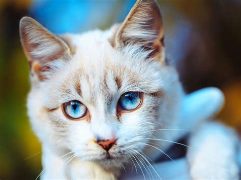Cute Cat With Blue Eyes Stock Photo Image Of Blue Animal
