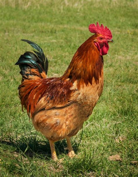 Rhode Island Red Chicken Breed Information And Photos Thriftyfun