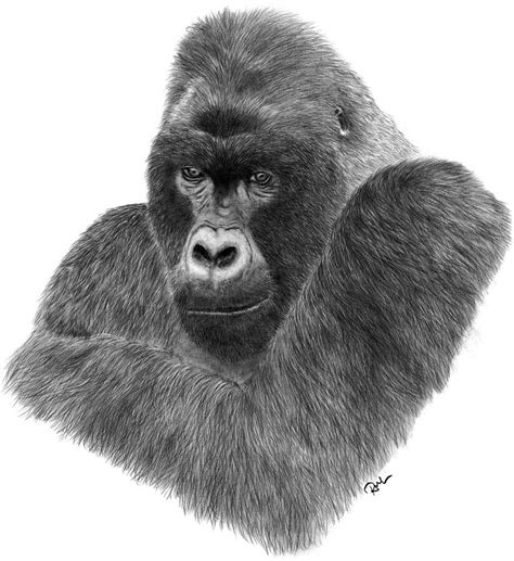 Mountain Gorilla Drawing By Rosanna Maria