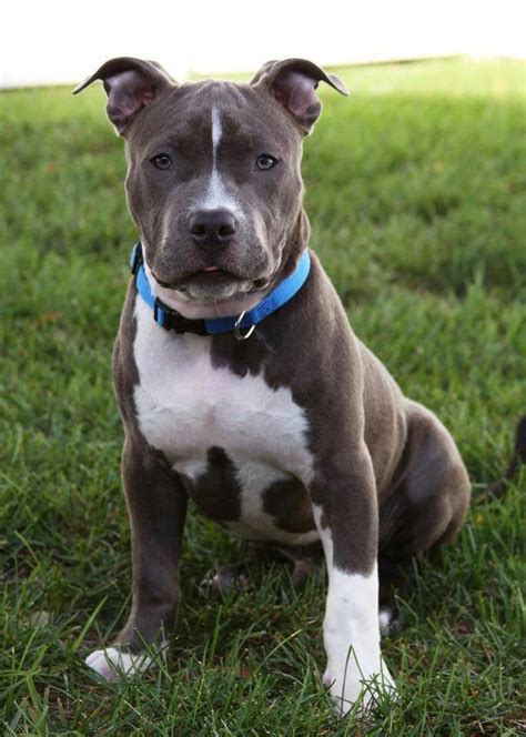 It makes a good family dog as long as the family can handle its boisterousness. Beautiful blue & white blue-nose with natural ears | Cute dogs and puppies, Pitbull terrier ...