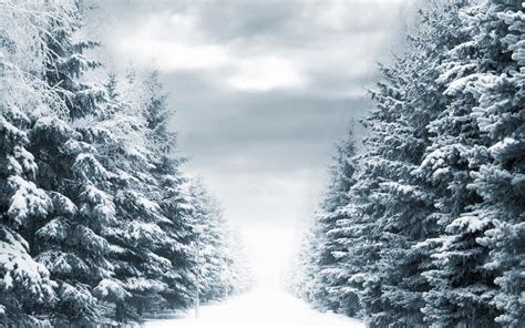 Snow Covered Pine Trees 1920x1200 Wallpaper