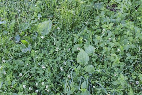 The Definitive Guide To Identifying Common Lawn Weeds