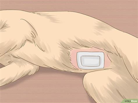 Cats usually take between 10 to 14 days to recovery from being spayed. Care for a Dog After Spaying | Dog spay, Spay, Dog care