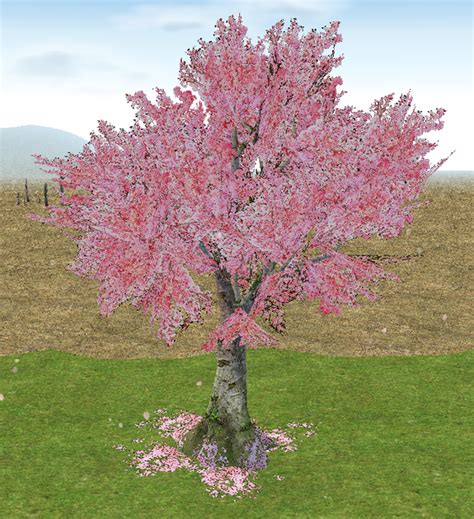 Cherry trees are an exciting plant to have in your own home because they're so amazingly delicious! Homestead Abundant Cherry Blossom Tree - Mabinogi World Wiki