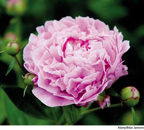 American Heritage Dictionary Entry Peony