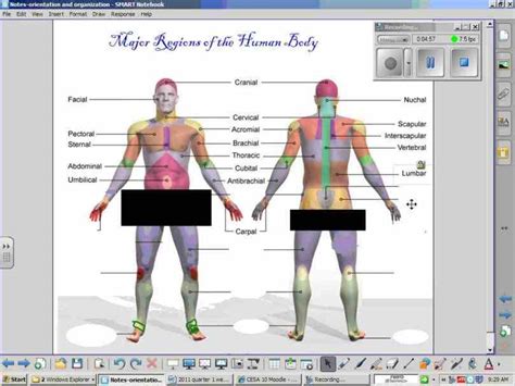 Anatomy Body Regions