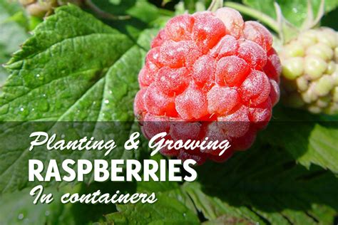 Growing Raspberries In Containers Successfully