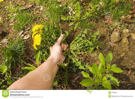 Best Weed Puller For Dandelions - Amazing Dandelion Removal Tools