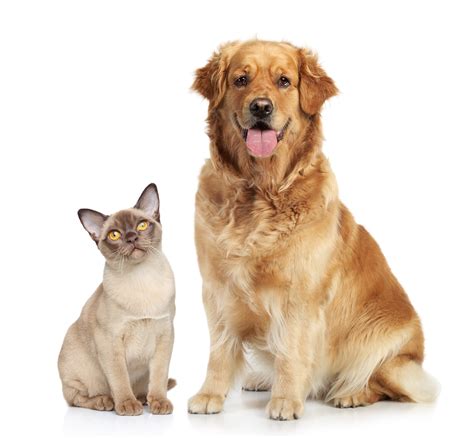 Cartoon Picture Of Cat And Dog Together Savannah Cat Vs Dog Are They