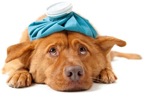 Can Your Dog Make You Sick