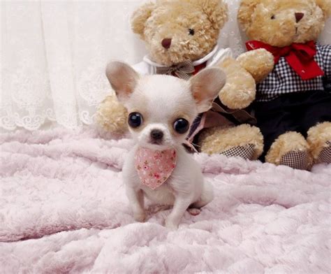 White Teacup Chihuahua Fluffy Pets Lovers