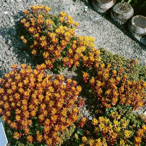 Sedum Oreganum Drought Tolerant Oregon Stonecrop Ground Cover Plant Seeds