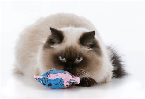 Other kinds of mint or honeysuckle may cause a. Is Catnip Really Safe for Your Cat to Use? - Fetch! Pet Care