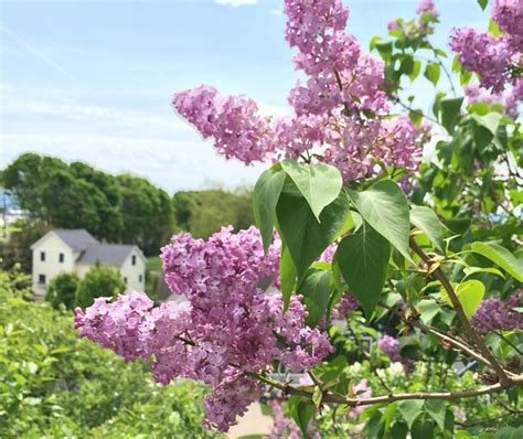 why there are so many beautiful lilacs on mackinac island