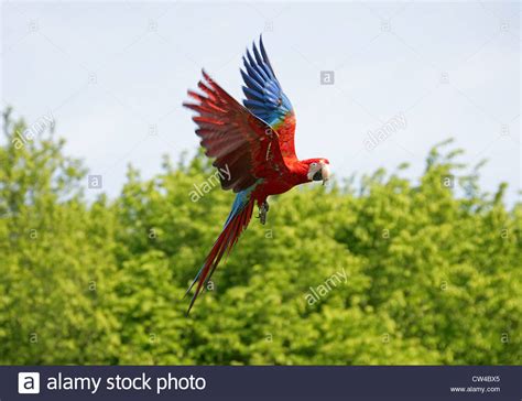 Red And Green Macaw Ara Chloropterus Psittacidae Also Known As The
