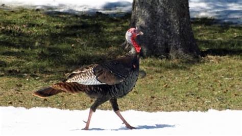 Wild Turkeys Too Aggressive For New Brunswick Says Birder Cbc News
