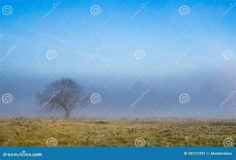 Lone Tree In Fog Stock Image Image Of Foggy Season 28721091