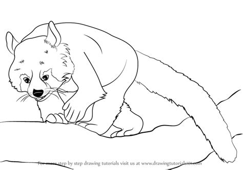 Check spelling or type a new query. Learn How to Draw a Red Panda (Zoo Animals) Step by Step ...