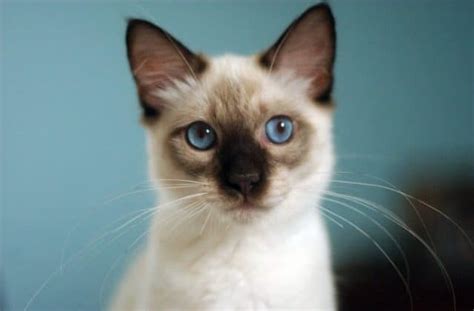 10 Hypoallergenic Cat Breeds For People With Allergies