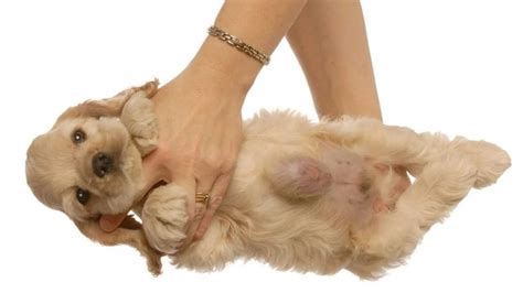 Understanding Umbilical Hernia In Dogs News Blogged
