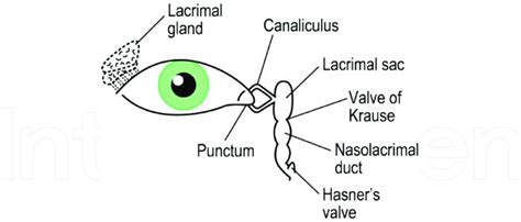 Lacrimal Punctum Diagram