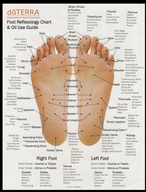 Foot Hand And Ear Reflexology Chart And Oil Use Guide Lets Be Healthy