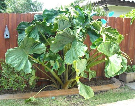 Transform your summer landscape or patio into a tropical. Photo of the entire plant of Upright Elephant Ear ...