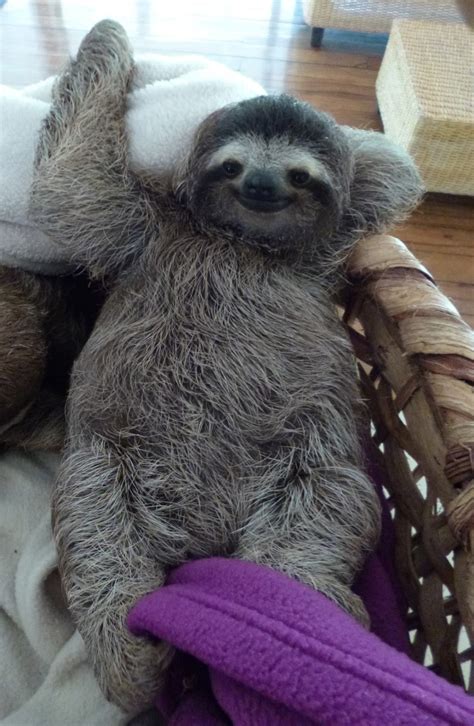 Untitled Cute Baby Sloths Sloths Funny Baby Animals
