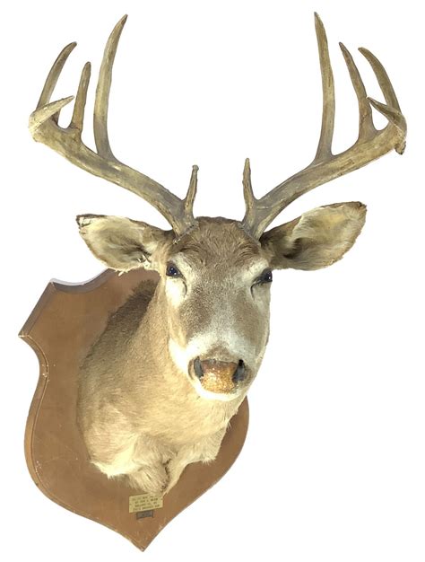 Lot Shoulder Mount Taxidermy Whitetail Deer