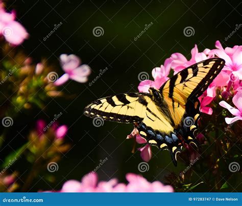 Farfalla Di Swallowtail Della Tigre Immagine Stock Immagine Di Fiore