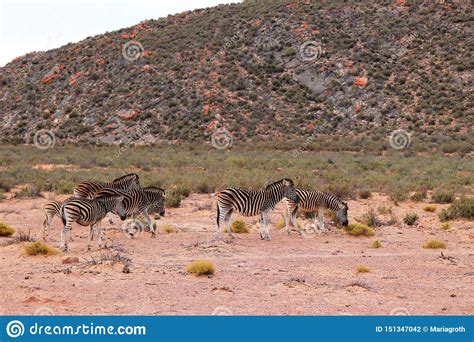 Lions are most active at night and live in a variety of habitats but prefer grassland, savanna, dense scrub, and open woodland. Zebras Live On The African Continent Stock Photo - Image ...