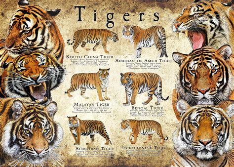 Endangered Tigers Of Asia Poster Print