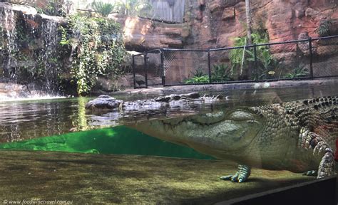 Never Smile At A Crocodile Wild Life Sydney Zoo Food Wine Travel