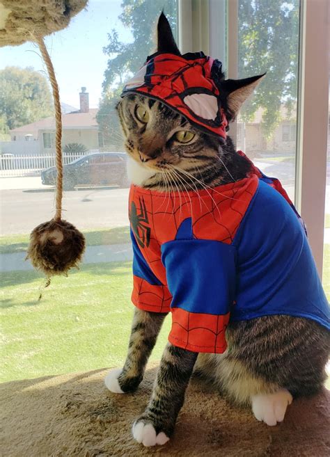 Meet The Felines Behind Spider Cat In ‘marvels Spider Man Miles