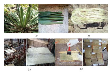 Fabrication Of Specimen Composite Material A Sisal Plant Leaves B