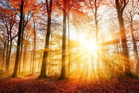 4k 5k 6k Seasons Autumn Forests Trunk Tree Rays Of Light