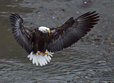 Eagle Landing 4 Photograph By Evergreen Photography Fine Art America